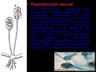 • Reproducción sexual
• Se     reproducen     asexualmente
  mediante     esporangiósporas     no
  flageladas producidas en gran
  cantidad en esporangios. A veces
  los esporangios tienen muy pocas
  esporas (o una sola), y se llaman
  esporangiolos. Si las esporas se
  disponen linealmente, en una
  fila, se habla de merosporangio.
  Esas     esporas    se     dispersan
  pasivamente, normalmente por el
  viento, pero también con la ayuda
  del agua, los ácaros y otros bichos.
 