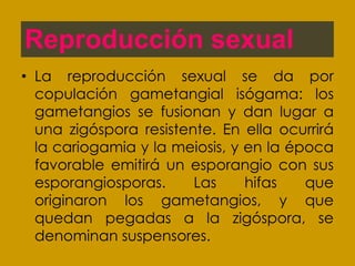 Reproducción sexual
• La reproducción sexual se da por
  copulación gametangial isógama: los
  gametangios se fusionan y dan lugar a
  una zigóspora resistente. En ella ocurrirá
  la cariogamia y la meiosis, y en la época
  favorable emitirá un esporangio con sus
  esporangiosporas.     Las     hifas   que
  originaron los gametangios, y que
  quedan pegadas a la zigóspora, se
  denominan suspensores.
 