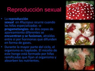 Reproducción sexual
• La reproducción
  sexual en Rhyzopus ocurre cuando
  las hifas especializadas -o
  progametangios- de dos cepas de
  apareamiento diferentes se
  encuentran y se fusionan, atraídas
  entre sí por hormonas que difunden
  en forma de gases.
• Durante la mayor parte del ciclo, el
  organismo es haploide. El micelio de
  este hongo está formado por hifas
  ramificadas que fijan al organismo y
  absorben los nutrientes.
 