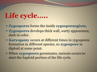 Zygomycota by sohail | PPT