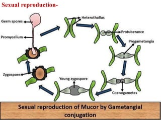 Sexual reproduction-
 
