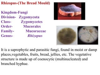 Rhizopus-(The Bread Mould)
Kingdom-Fungi
Division- Zygomycota
Class- Zygomycetes
Order- Mucorales
Family- Mucoraceae
Genus- Rhizopus
It is a saprophytic and parasitic fungi, found in moist or damp
places,vegetables, fruits, bread, jellies, etc. The vegetative
structure is made up of coenocytic (multinucleated) and
branched hyphae.
 