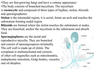 •They are fast-growing fungi and have a cottony appearance
•The body consists of branched mycelium. The mycelium
is coenocytic and composed of three types of hyphae; stolon, rhizoids
and sporangiophores
Stolon is the internodal region, it is aerial, forms an arch and touches the
substratum forming nodal region
Rhizoids are formed where the stolon touches the substratum at nodes.
They are branched, anchor the mycelium to the substratum and absorb
food.
Sporangiophores are the aerial and
reproductive mycelia. They are branched
and consist of sporangiospores terminally.
The cell wall is made up of chitin. The
cytoplasm is multinucleated and consists
of other cell organelles such as mitochondria,
endoplasmic reticulum, Golgi bodies, vacuoles
and oil droplets.
 