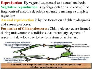 Reproduction- By vegetative, asexual and sexual methods.
Vegetative reproduction is by fragmentation and each of the
fragments of a stolon develops separately making a complete
mycelium
Asexual reproduction is by the formation of chlamydospores
and sporangiospores.
Formation of Chlamydospores: Chlamydospores are formed
during unfavourable conditions. An intercalary segment of
mycelium develops due to the formation of septae and
 