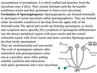 Formation of Sporangiospores: Sporangiospores are formed terminally
in sporangia of aerial mycelium called sporangiophores. They are formed
under favourable conditions.It develop from the upper side of the
rhizoidal node.The apical part swells up forming sporangium, as nuclei
and cytoplasm move apically.The cytoplasm of sporangium differentiates
into the denser peripheral region with more nuclei and the central
columella region with fewer nuclei and more vacuoles.Sporangiospores
develop inside sporangium.
They are multinucleated and non-motile
The wall of sporangium ruptures after
maturation and sporangiospores come
out as a powdery mass.After getting
suitable condition and substratum,
each spore germinates into a new mycelium.
accumulation of protoplasm. It is thick-walled and detaches from the
mycelium once it dries. They remain dormant until the favourable
conditions return and then germinate to form a new mycelium
 