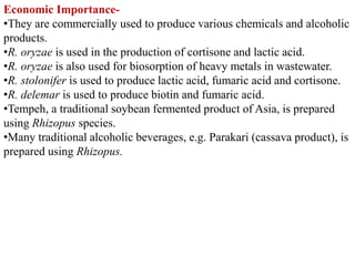 Economic Importance-
•They are commercially used to produce various chemicals and alcoholic
products.
•R. oryzae is used in the production of cortisone and lactic acid.
•R. oryzae is also used for biosorption of heavy metals in wastewater.
•R. stolonifer is used to produce lactic acid, fumaric acid and cortisone.
•R. delemar is used to produce biotin and fumaric acid.
•Tempeh, a traditional soybean fermented product of Asia, is prepared
using Rhizopus species.
•Many traditional alcoholic beverages, e.g. Parakari (cassava product), is
prepared using Rhizopus.
 