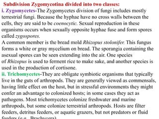 Subdivision Zygomycotina divided into two classes:
i. Zygomycetes-The Zygomycetes division of fungi includes mostly
terrestrial fungi. Because the hyphae have no cross walls between the
cells, they are said to be coenocytic. Sexual reproduction in these
organisms occurs when sexually opposite hyphae fuse and form spores
called zygospores.
A common member is the bread mold Rhizopus stolonifer. This fungus
forms a white or gray mycelium on bread. The sporangia containing the
asexual spores can be seen extending into the air. One species
of Rhizopus is used to ferment rice to make sake, and another species is
used in the production of cortisone.
ii. Trichomycetes-They are obligate symbiotic organisms that typically
live in the guts of arthropods. They are generally viewed as commensals,
having little effect on the host, but in stressful environments they might
confer an advantage to colonized hosts; in some cases they act as
pathogens. Most trichomycetes colonize freshwater and marine
arthropods, but some colonize terrestrial arthropods. Hosts are filter
feeders, detritus feeders, or aquatic grazers, but not predators or fluid
 