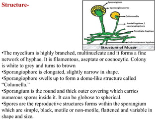 Structure-
•The mycelium is highly branched, multinucleate and it forms a fine
network of hyphae. It is filamentous, aseptate or coenocytic. Colony
is white to grey and turns to brown
•Sporangiophore is elongated, slightly narrow in shape.
•Sporangiophore swells up to form a dome-like structure called
“Columella.”
•Sporangium is the round and thick outer covering which carries
numerous spores inside it. It can be globose to spherical.
•Spores are the reproductive structures forms within the sporangium
which are simple, black, motile or non-motile, flattened and variable in
shape and size.
 