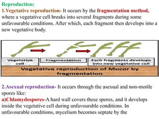 Reproduction:
1.Vegetative reproduction- It occurs by the fragmentation method,
where a vegetative cell breaks into several fragments during some
unfavourable conditions. After which, each fragment then develops into a
new vegetative body.
2.Asexual reproduction- It occurs through the asexual and non-motile
spores like:
a)Chlamydospores-A hard wall covers these spores, and it develops
inside the vegetative cell during unfavourable conditions. In
unfavourable conditions, mycelium becomes septate by the
 