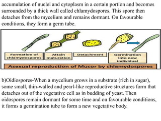 accumulation of nuclei and cytoplasm in a certain portion and becomes
surrounded by a thick wall called chlamydospores. This spore then
detaches from the mycelium and remains dormant. On favourable
conditions, they form a germ tube.
b)Oidiospores-When a mycelium grows in a substrate (rich in sugar),
some small, thin-walled and pearl-like reproductive structures form that
detaches out of the vegetative cell as in budding of yeast. Then
oidospores remain dormant for some time and on favourable conditions,
it forms a germination tube to form a new vegetative body.
 