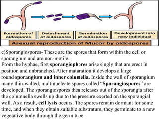 c)Sporangiospores- These are the spores that form within the cell or
sporangium and are non-motile.
From the hyphae, first sporangiophores arise singly that are erect in
position and unbranched. After maturation it develops a large
round sporangium and inner columella. Inside the wall of sporangium
many thin-walled, multinucleate spores called “Sporangiospores” are
developed. The sporangiospores then releases out of the sporangia after
the columnella swells up due to the pressure exerted on the sporangial
wall. As a result, cell lysis occurs. The spores remain dormant for some
time, and when they obtain suitable substratum, they germinate to a new
vegetative body through the germ tube.
 