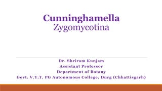 Cunninghamella
Zygomycotina
Dr. Shriram Kunjam
Assistant Professor
Department of Botany
Govt. V.Y.T. PG Autonomous College, Durg (Chhattisgarh)
 