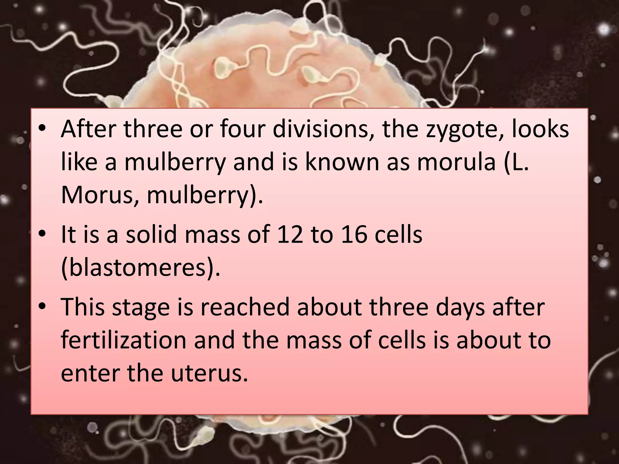 • After three or four divisions, the zygote, looks
like a mulberry and is known as morula (L.
Morus, mulberry).
• It is a solid mass of 12 to 16 cells
(blastomeres).
• This stage is reached about three days after
fertilization and the mass of cells is about to
enter the uterus.
 