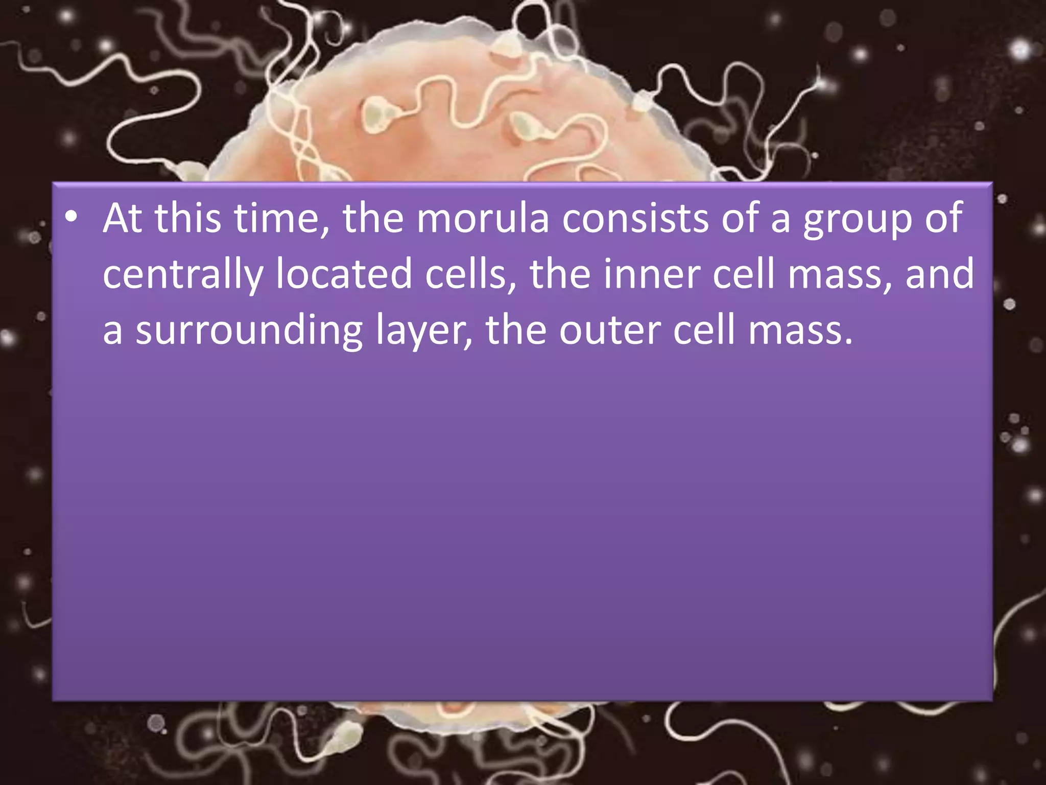 • At this time, the morula consists of a group of
centrally located cells, the inner cell mass, and
a surrounding layer, the outer cell mass.
 