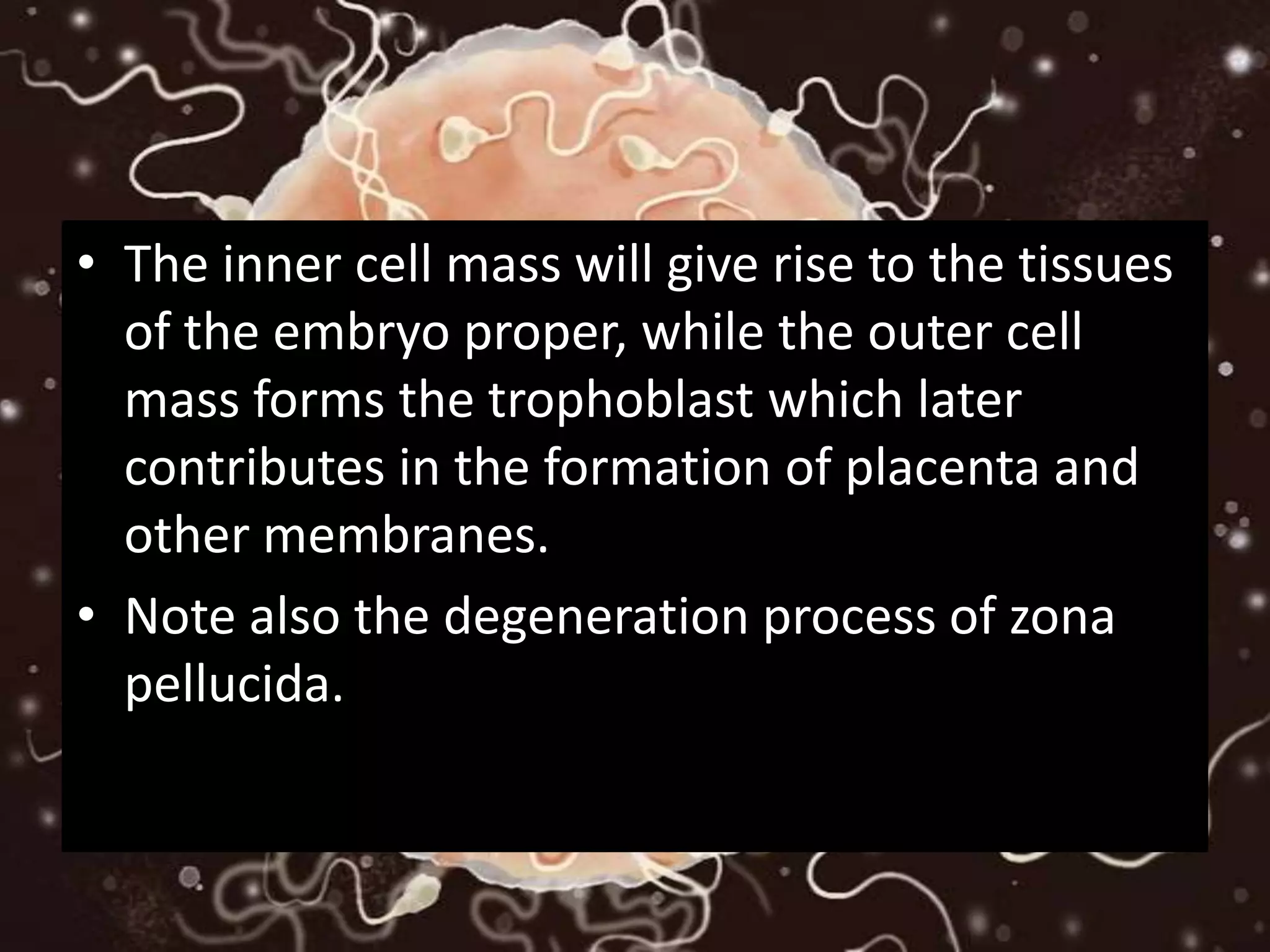 • The inner cell mass will give rise to the tissues
of the embryo proper, while the outer cell
mass forms the trophoblast which later
contributes in the formation of placenta and
other membranes.
• Note also the degeneration process of zona
pellucida.
 