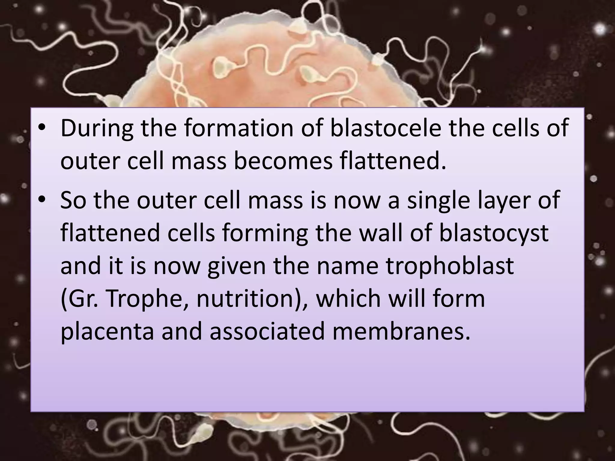 • During the formation of blastocele the cells of
outer cell mass becomes flattened.
• So the outer cell mass is now a single layer of
flattened cells forming the wall of blastocyst
and it is now given the name trophoblast
(Gr. Trophe, nutrition), which will form
placenta and associated membranes.
 