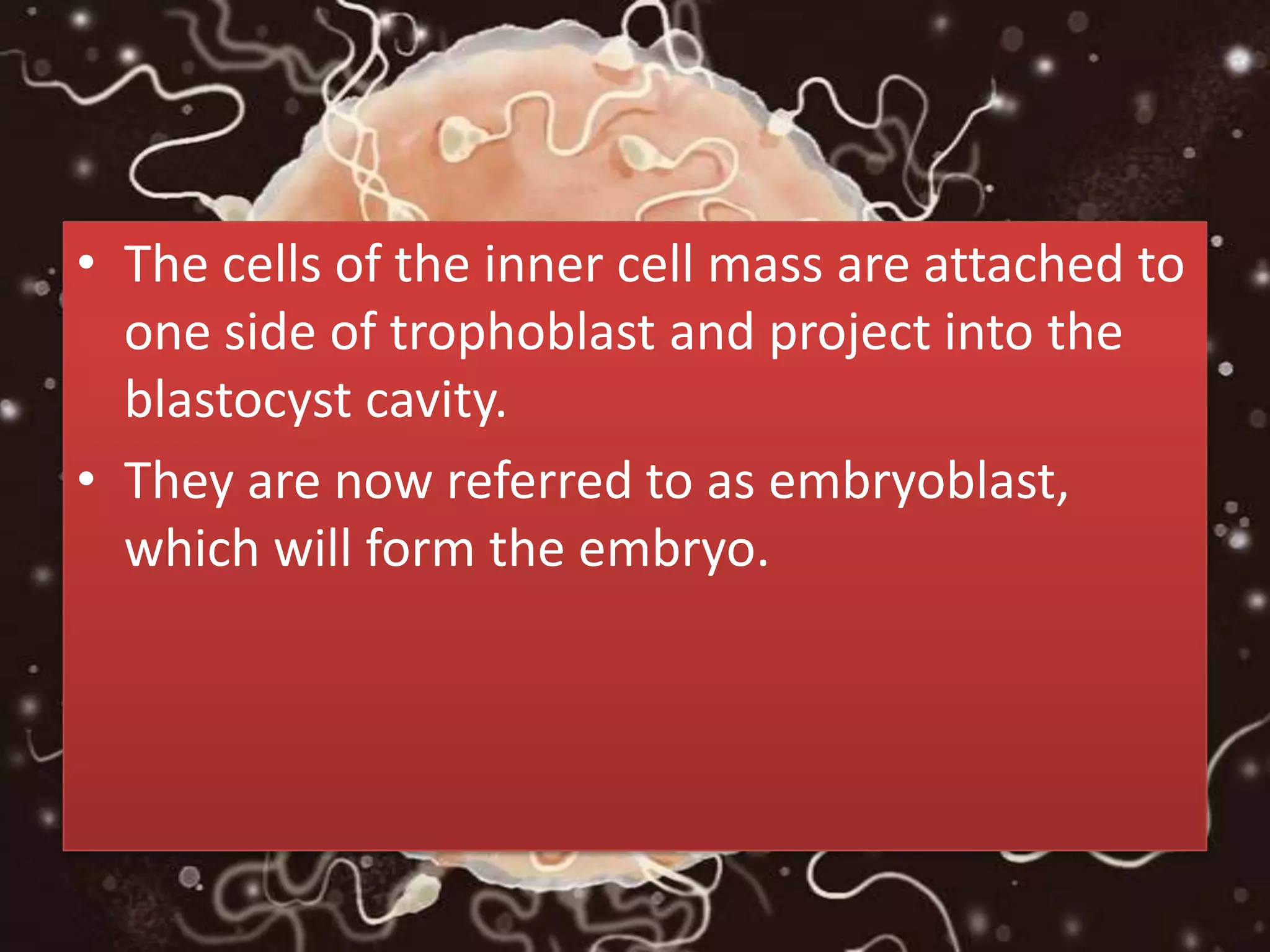 • The cells of the inner cell mass are attached to
one side of trophoblast and project into the
blastocyst cavity.
• They are now referred to as embryoblast,
which will form the embryo.
 