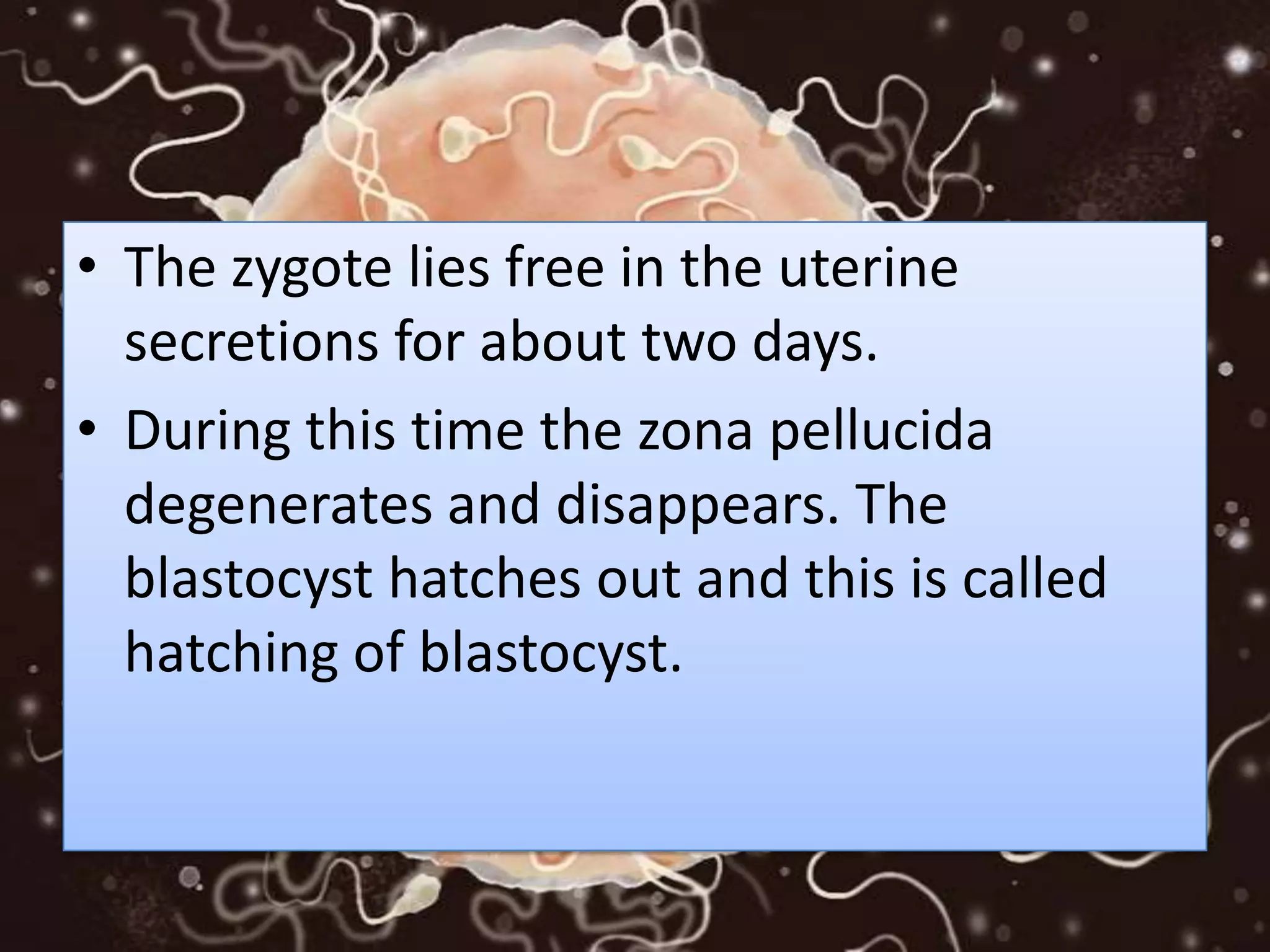 • The zygote lies free in the uterine
secretions for about two days.
• During this time the zona pellucida
degenerates and disappears. The
blastocyst hatches out and this is called
hatching of blastocyst.
 