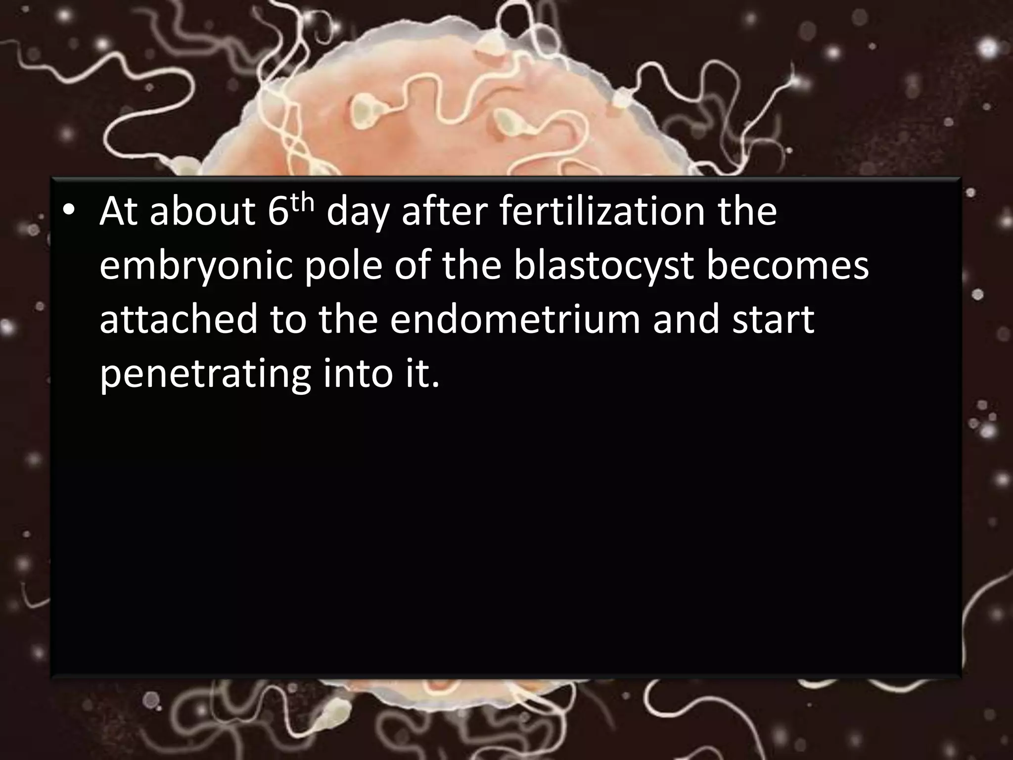 • At about 6th day after fertilization the
embryonic pole of the blastocyst becomes
attached to the endometrium and start
penetrating into it.
 