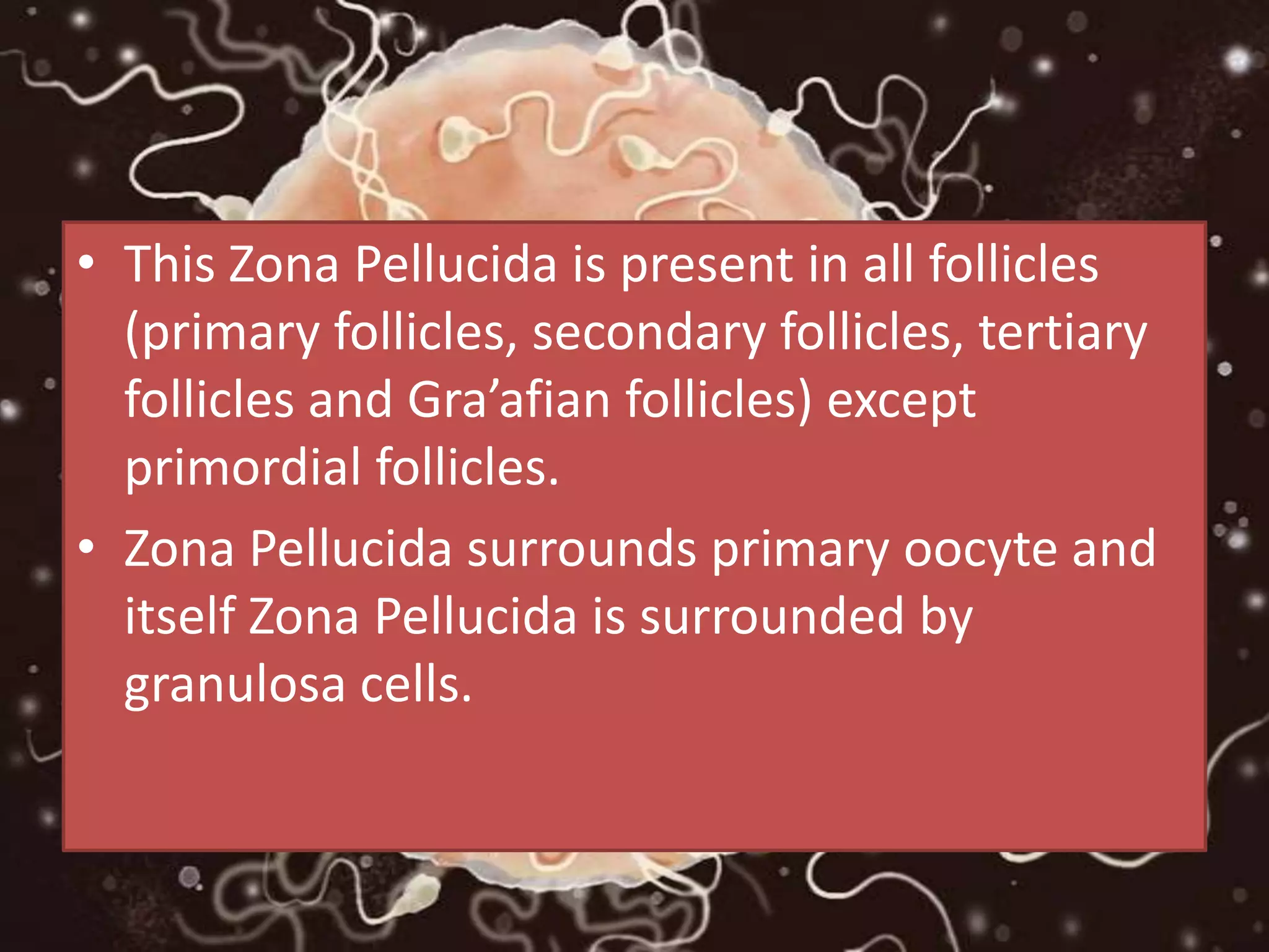 • This Zona Pellucida is present in all follicles
(primary follicles, secondary follicles, tertiary
follicles and Gra’afian follicles) except
primordial follicles.
• Zona Pellucida surrounds primary oocyte and
itself Zona Pellucida is surrounded by
granulosa cells.
 