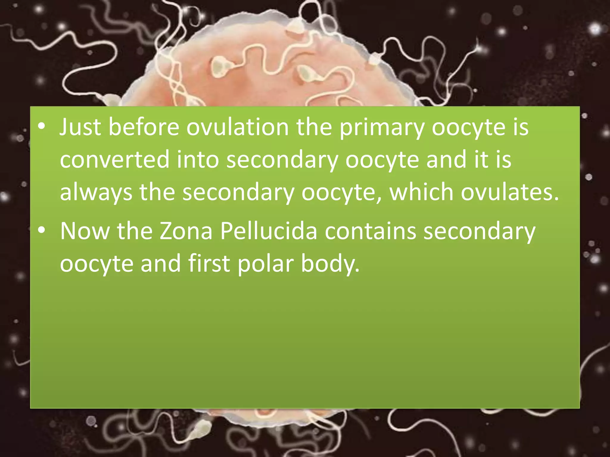 • Just before ovulation the primary oocyte is
converted into secondary oocyte and it is
always the secondary oocyte, which ovulates.
• Now the Zona Pellucida contains secondary
oocyte and first polar body.
 