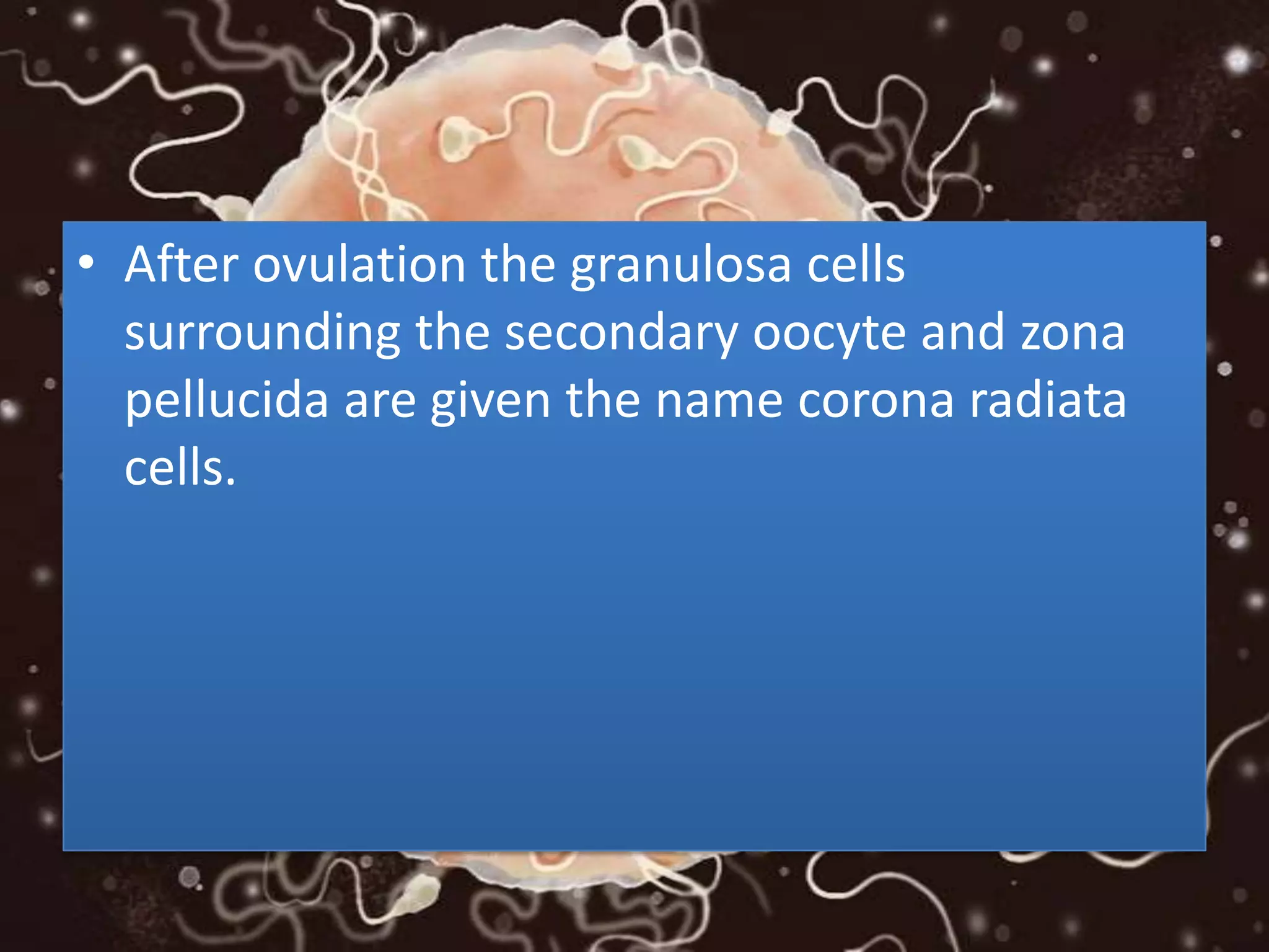 • After ovulation the granulosa cells
surrounding the secondary oocyte and zona
pellucida are given the name corona radiata
cells.
 