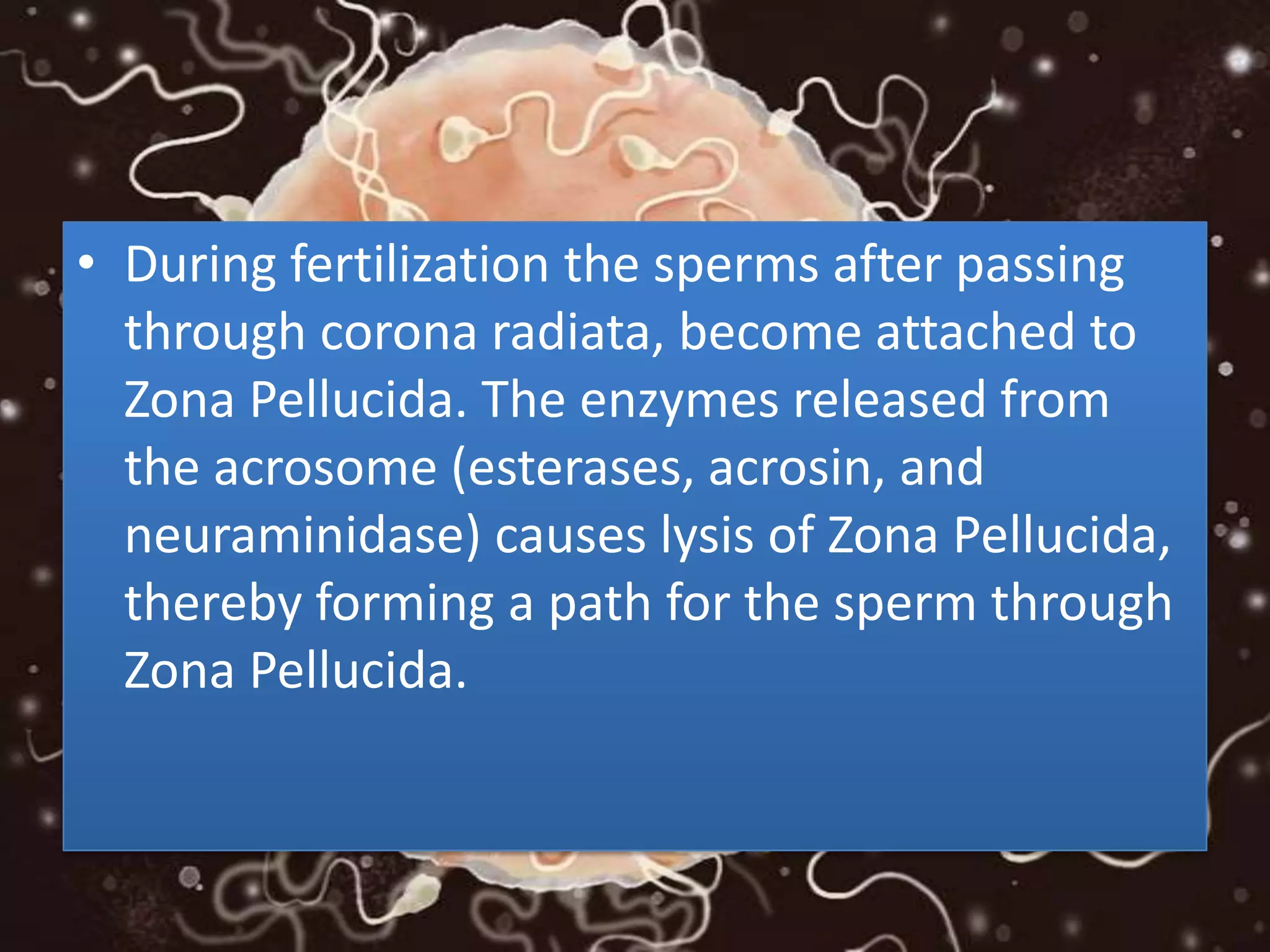 • During fertilization the sperms after passing
through corona radiata, become attached to
Zona Pellucida. The enzymes released from
the acrosome (esterases, acrosin, and
neuraminidase) causes lysis of Zona Pellucida,
thereby forming a path for the sperm through
Zona Pellucida.
 