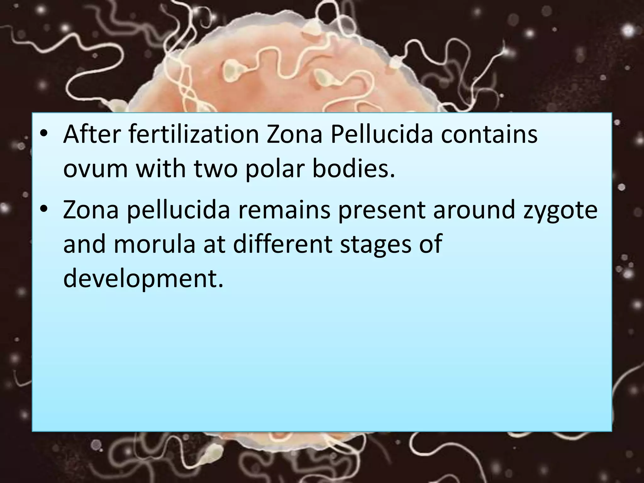 • After fertilization Zona Pellucida contains
ovum with two polar bodies.
• Zona pellucida remains present around zygote
and morula at different stages of
development.
 