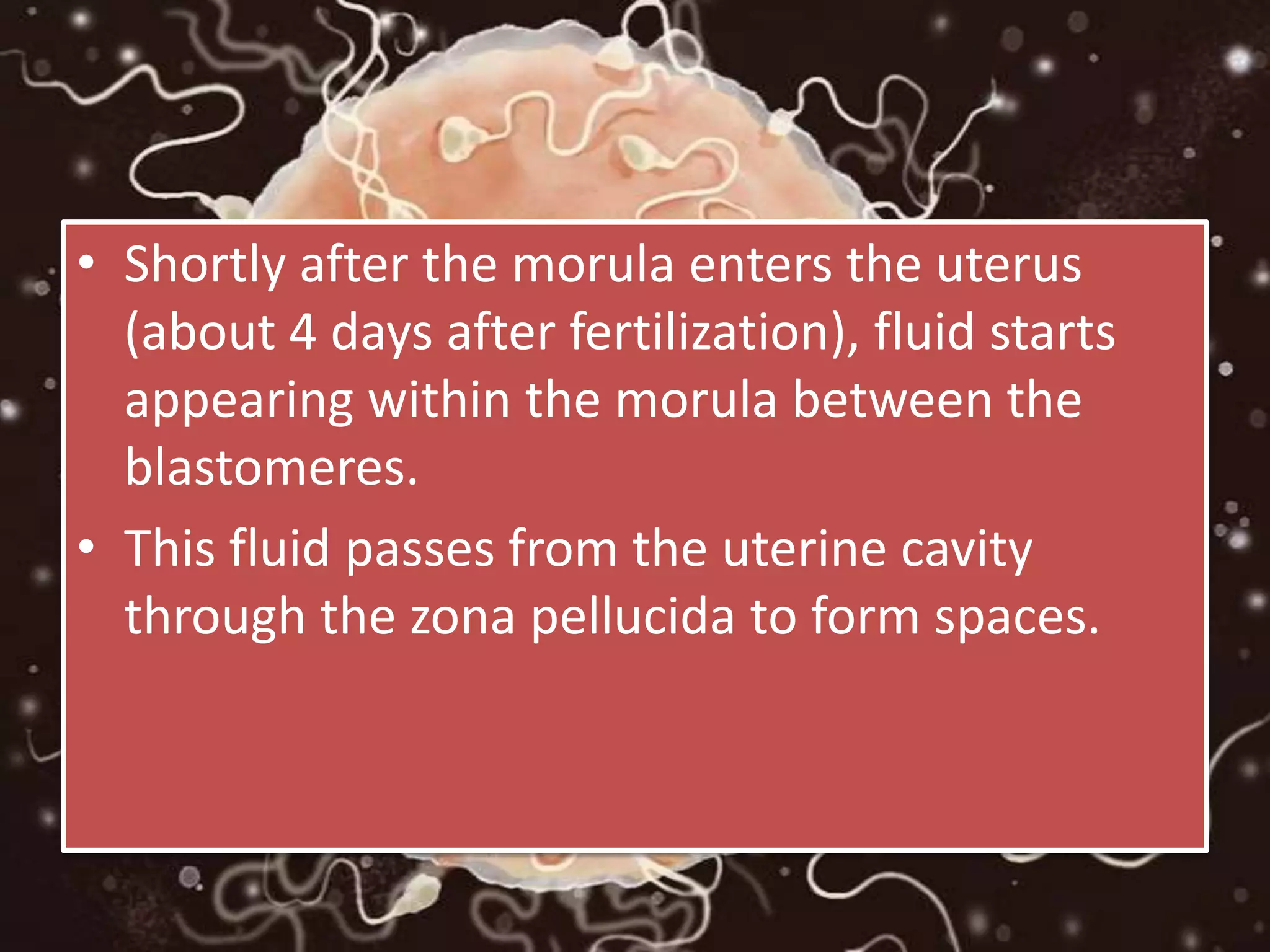 • Shortly after the morula enters the uterus
(about 4 days after fertilization), fluid starts
appearing within the morula between the
blastomeres.
• This fluid passes from the uterine cavity
through the zona pellucida to form spaces.
 