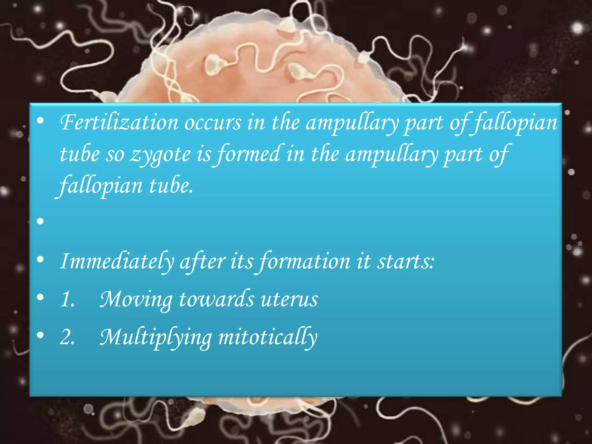 • Fertilization occurs in the ampullary part of fallopian
tube so zygote is formed in the ampullary part of
fallopian tube.
•
• Immediately after its formation it starts:
• 1. Moving towards uterus
• 2. Multiplying mitotically
 