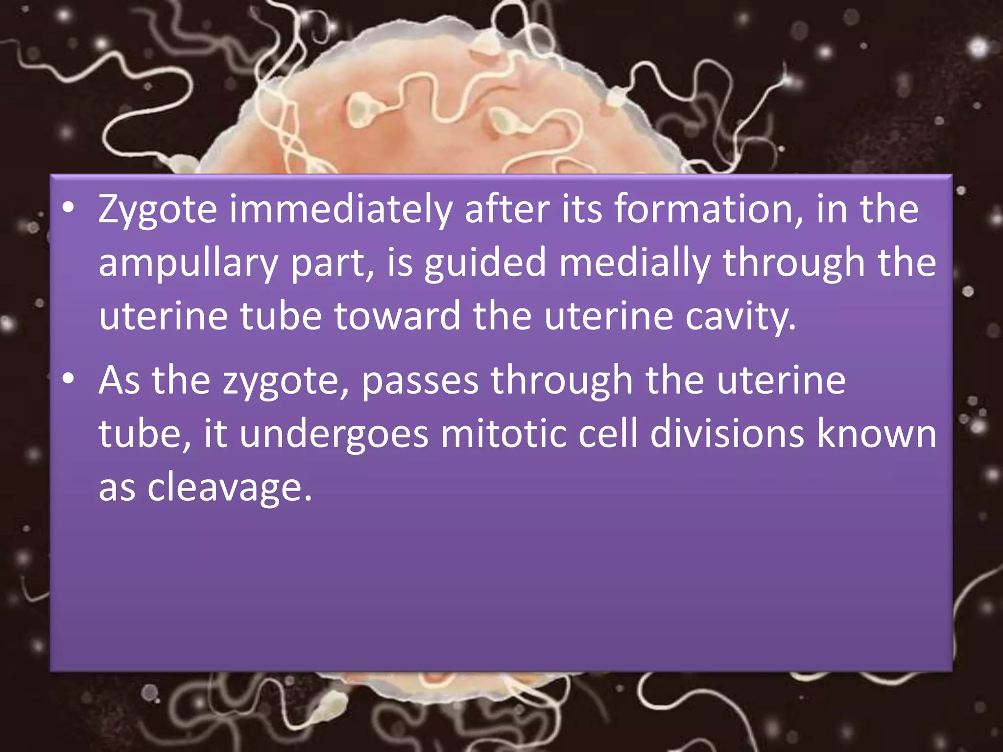 • Zygote immediately after its formation, in the
ampullary part, is guided medially through the
uterine tube toward the uterine cavity.
• As the zygote, passes through the uterine
tube, it undergoes mitotic cell divisions known
as cleavage.
 