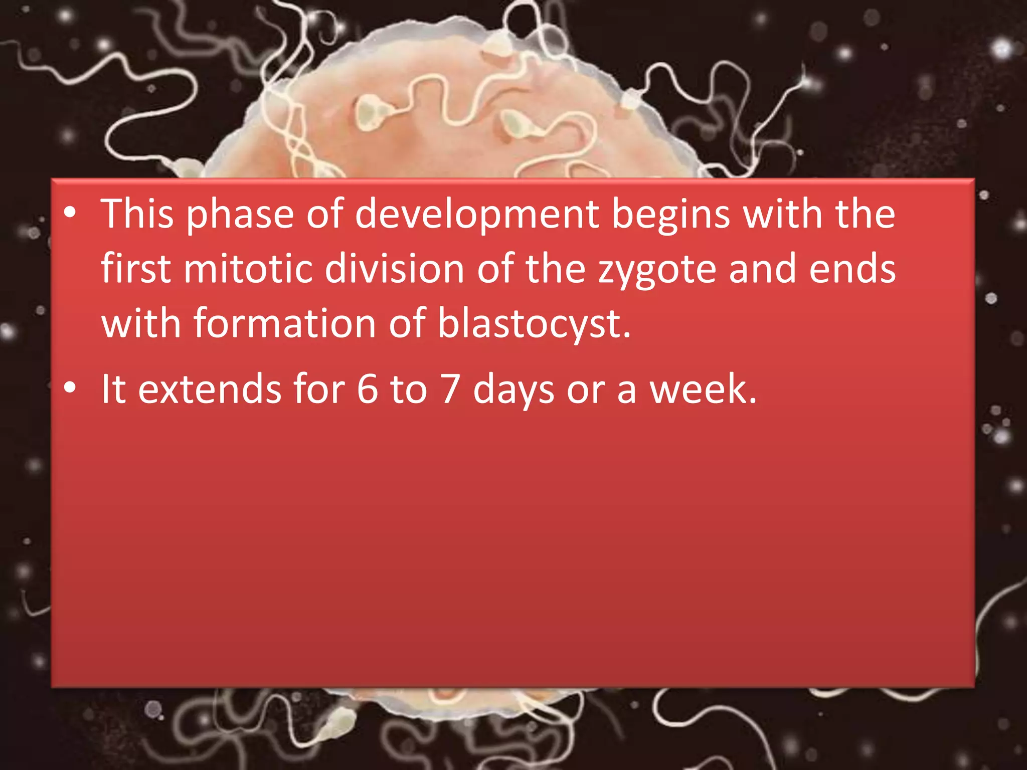 • This phase of development begins with the
first mitotic division of the zygote and ends
with formation of blastocyst.
• It extends for 6 to 7 days or a week.
 
