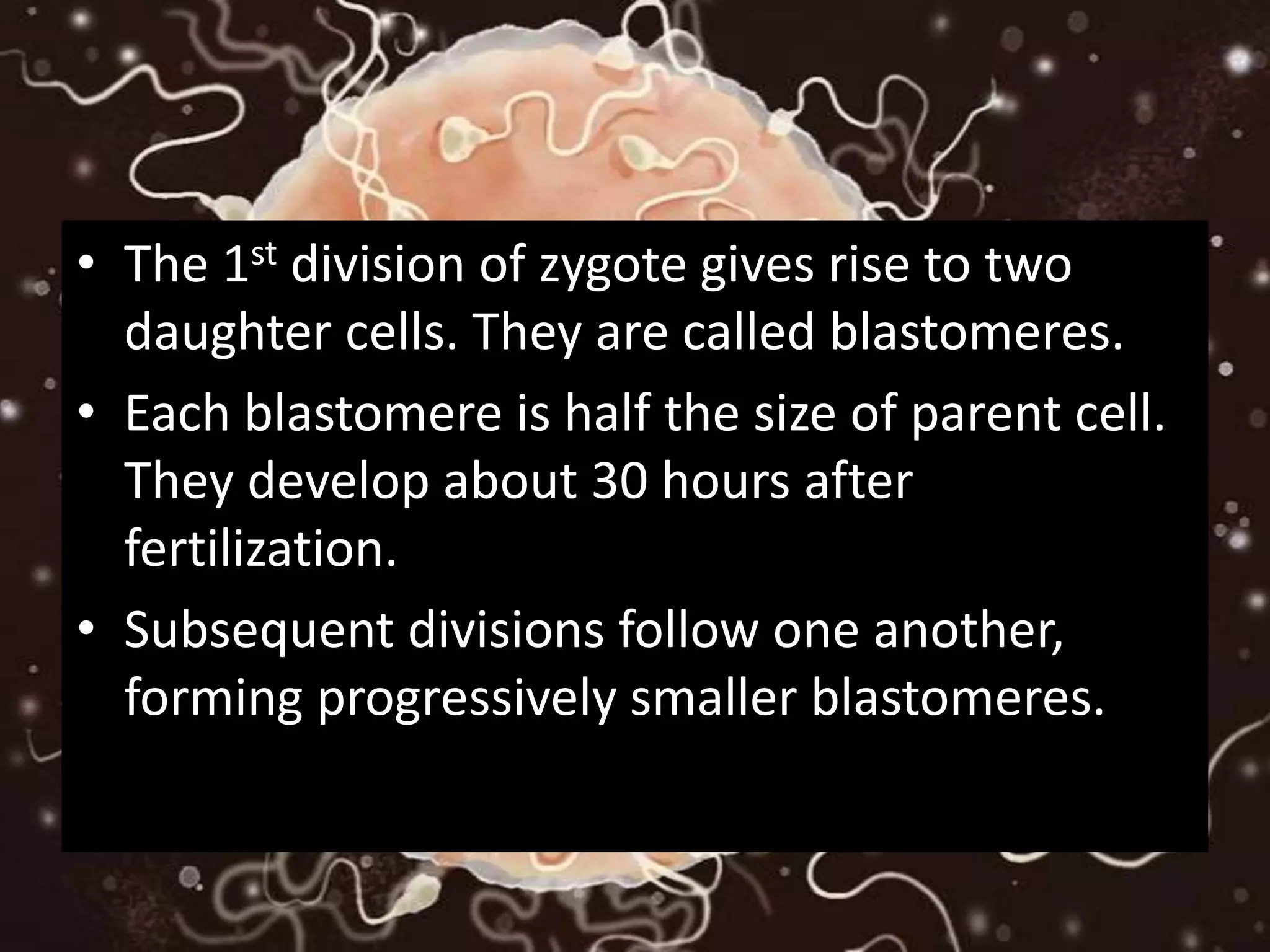 • The 1st division of zygote gives rise to two
daughter cells. They are called blastomeres.
• Each blastomere is half the size of parent cell.
They develop about 30 hours after
fertilization.
• Subsequent divisions follow one another,
forming progressively smaller blastomeres.
 