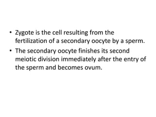 Zygote | PPT