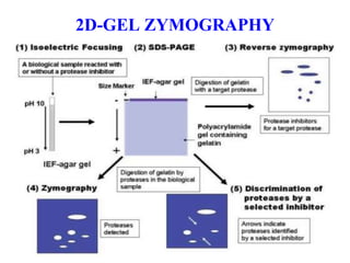 2D-GEL ZYMOGRAPHY
 