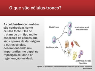 O que são células-tronco?
As células-tronco também
são conhecidas como
células fonte. Elas se
tratam de um tipo muito
específico de células que
são capazes de dar origem
a outras células,
desempenhando um
importantíssimo papel na
reposição celular e na
regeneração tecidual.
Figura 1: As células-tronco podem se transformar em outros tipos de células necessárias
ao organismo
 
