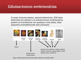 Células-tronco embrionárias
O corpo humano possui, aproximadamente, 216 tipos
diferentes de células e as células-tronco embrionárias
podem se transformar em qualquer uma delas. Esse
esquema exemplificando este processo:
Figura 3: Desenvolvimento embrionário desde o zigoto até o indivíduo adulto.
 