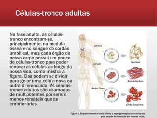 Células–tronco | PPTX