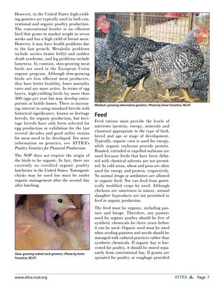Page 7ATTRAwww.attra.ncat.org
However, in the United States high-yield-
ing genetics are typically used in both con-
ventional and organic poultry production.
The conventional broiler is an efﬁcient
bird that grows to market weight in seven
weeks and has a high yield of breast meat.
However, it may have health problems due
to the fast growth. Metabolic problems
include ascites (water belly) and sudden
death syndrome, and leg problems include
lameness. In contrast, slow-growing meat
birds are used in the European Union
organic program. Although slow-growing
birds are less efﬁcient meat producers,
they have better livability, lower mortality
rates and are more active. In terms of egg
layers, high-yielding birds lay more than
300 eggs per year but may develop osteo-
porosis or brittle bones. There is increas-
ing interest in using standard breeds with
historical signiﬁcance, known as heritage
breeds, for organic production, but heri-
tage breeds have only been selected for
egg production or exhibition for the last
several decades and good utility strains
for meat need to be developed. For more
information on genetics, see ATTRA’s
Poultry Genetics for Pastured Production.
The NOP does not require the origin of
the birds to be organic. In fact, there are
currently no certified organic poultry
hatcheries in the United States. Nonorganic
chicks may be used but must be under
organic management after the second day
after hatching.
Feed
Feed rations must provide the levels of
nutrients (protein, energy, minerals and
vitamins) appropriate to the type of bird,
breed and age or stage of development.
Typically, organic corn is used for energy,
while organic soybeans provide protein.
Roasted, extruded or expelled soybeans are
used because feeds that have been defat-
ted with chemical solvents are not permit-
ted. In cold areas, wheat and peas are often
used for energy and protein, respectively.
No animal drugs or antibiotics are allowed
in organic feed. Nor can feed from genet-
ically modiﬁed crops be used. Although
chickens are omnivores in nature, animal
slaughter byproducts are not permitted in
feed in organic production.
The feed must be organic, including pas-
ture and forage. Therefore, any pasture
used for organic poultry should be free of
synthetic chemicals for three years before
it can be used. Organic seed must be used
when seeding pastures and weeds should be
managed with cultural practices rather than
synthetic chemicals. If organic hay is har-
vested for poultry, it should be stored sepa-
rately from conventional hay. If grains are
sprouted for poultry or roughage provided
Medium-growing alternative genetics. Photo by Anne Fanatico, NCAT.
Slow-growing naked neck genetics. Photo by Anne
Fanatico, NCAT.
 