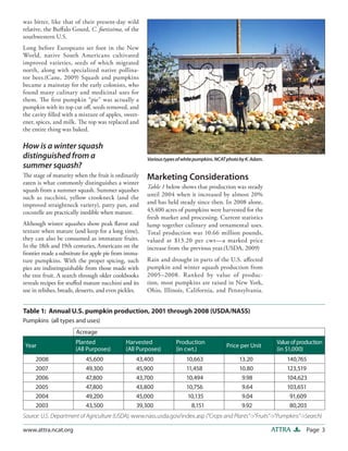 Page 3ATTRAwww.attra.ncat.org
Marketing Considerations
Table 1 below shows that production was steady
until 2004 when it increased by almost 20%
and has held steady since then. In 2008 alone,
43,400 acres of pumpkins were harvested for the
fresh market and processing. Current statistics
lump together culinary and ornamental uses.
Total production was 10.66 million pounds,
valued at $13.20 per cwt—a marked price
increase from the previous year.(USDA, 2009)
Rain and drought in parts of the U.S. affected
pumpkin and winter squash production from
2005–2008. Ranked by value of produc-
tion, most pumpkins are raised in New York,
Ohio, Illinois, California, and Pennsylvania.
was bitter, like that of their present-day wild
relative, the Buffalo Gourd, C. foetissima, of the
southwestern U.S.
Long before Europeans set foot in the New
World, native South Americans cultivated
improved varieties, seeds of which migrated
north, along with specialized native pollina-
tor bees.(Cane, 2009) Squash and pumpkins
became a mainstay for the early colonists, who
found many culinary and medicinal uses for
them. The first pumpkin “pie” was actually a
pumpkin with its top cut off, seeds removed, and
the cavity filled with a mixture of apples, sweet-
ener, spices, and milk. The top was replaced and
the entire thing was baked.
How is a winter squash
distinguished from a
summer squash?
The stage of maturity when the fruit is ordinarily
eaten is what commonly distinguishes a winter
squash from a summer squash. Summer squashes
such as zucchini, yellow crookneck (and the
improved straightneck variety), patty pan, and
cocozelle are practically inedible when mature.
Although winter squashes show peak flavor and
texture when mature (and keep for a long time),
they can also be consumed as immature fruits.
In the 18th and 19th centuries, Americans on the
frontier made a substitute for apple pie from imma-
ture pumpkins. With the proper spicing, such
pies are indistinguishable from those made with
the tree fruit. A search through older cookbooks
reveals recipes for stuffed mature zucchini and its
use in relishes, breads, desserts, and even pickles.
Varioustypesofwhitepumpkins.NCATphotobyK.Adam.
Source: U.S. Department of Agriculture (USDA), www.nass.usda.gov/index.asp (“Crops and Plants”->”Fruits”->”Pumpkins”->Search)
Year
Planted
(All Purposes)
Harvested
(All Purposes)
Production
(in cwt.)
Price per Unit
Valueofproduction
(in $1,000)
2008 45,600 43,400 10,663 13.20 140,765
2007 49,300 45,900 11,458 10.80 123,519
2006 47,800 43,700 10,494 9.98 104,623
2005 47,800 43,800 10,756 9.64 103,651
2004 49,200 45,000 10,135 9.04 91,609
2003 43,500 39,300 8,151 9.92 80,203
Table 1: Annual U.S. pumpkin production, 2001 through 2008 (USDA/NASS)
Pumpkins (all types and uses)
Acreage
 