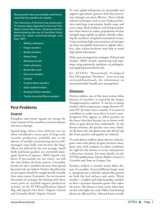 Page 7ATTRAwww.attra.ncat.org
To avert aphid infestations in sustainable and
organic agriculture, growers find that preven-
tion strategies are most effective. These include
cultural techniques such as use of physical bar-
riers, mulching, crop rotation, border crops, and
cover crops. Both synthetic and living mulches
have been shown to reduce populations of alate
(winged stage) aphids on plants, thereby reduc-
ing the incidence of aphid-transmitted viruses.
Crops receiving high concentrations of nitrogen
are more susceptible (attractive) to aphids; there-
fore, slow release fertilizers may help to avoid
high aphid infestations.
Other pest management strategies (Liburd and
Nyoike, 2009) include monitoring and trap-
ping, using parasitods, predators, or pathogens,
and applying horticultural oils.
See ATTRA’s “Biorationals: Ecological
Pest Management Database,” www.ncat.org/
attra-pub/biorationals, for information on
environmentally friendly pest management.
Diseases
Downy mildew, one of the most serious foliar
diseases of cucurbits, is caused by the fungus
Pseudoperonspora cubensis. It thrives in damp
weather when temperatures range between 45°
and 55°F for more than a month. It is more of
a problem in cooler areas than in warm areas.
Symptoms first appear as yellow patches on
the leaves that then become tan or brown with
white or gray downy fuzz underneath. As the
disease worsens, the patches turn sooty black.
As the leaves die, the plants may also shrivel and
die. Fruit quantity and quality are reduced.
To avoid downy mildew, plant tolerant cultivars,
grow vines with plenty of space between them,
spray vines with compost tea when conditions
are right for the disease to occur, and practice
a three-year rotation. For more details, see the
ATTRA publications Downy Mildew Control in
Cucurbits and Notes on Compost Teas.
Powdery mildew is another major foliar dis-
ease of cucurbits. Several different fungi cause
it. Symptoms are a whitish, talcum-like growth
on both the leaf surfaces and stems. Warm
weather—coupled with high humidity, rainfall,
or dew—activates dormant spores that infect
the leaves. The disease is most severe when days
are hot and nights are cool. Older, fruit-bearing
plants are affected first. Infected leaves usually
Pest Problems
Insects
Pumpkins and winter squash are among the
most resistant of the cucurbits to certain diseases
and insect damage.
Squash bugs (Anasa tristis DeGeer) are not
often considered a severe pest of large-scale
cucurbit production, probably due to the
absence of suitable overwintering sites in well-
managed crop fields and because the bug’s
effects are diluted by the vast acreage. Small
fields and home gardens are commonly dam-
aged, however.(Capinera, 2003) Squash vine
borer, if precautions are not taken, can kill
the vines before the fruits mature. Cucumber
beetles are also a problem because they spread
bacterial wilt (see below). Positive identification
of such pests should be sought locally (usually
from your county Extension). For an extensive
discussion of strategies for dealing with these
insect pests in certified organic production
systems, see the ATTRA publications Squash
Bug and Squash Vine Borer: Organic Control
and Cucumber Beetle: Organic Control.
Many growers have successfully used tractor-
mounted tine weeders on squash.
The University of Vermont has produced a
75-minute video, VegetableFarmersandTheir
Weed Control Machines, showing farmers
demonstrating the use of machines listed
below for weed control.(Grubinger and
Else, 1997)
• Rolling cultivators
• Finger weeders
• Basket weeders
• Rotary hoes
• Batwing shovels
• Field cultivators
• Bezzerides tools
• Flex-tine weeders
• Sweeps
• Custom flame weeders
• Stale seedbed rollers
• Backpack flame weeders
• Tractor-mounted flame weeders
 