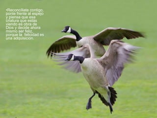 Reconcíliate contigo, ponte frente al espejo y piensa que esa criatura que estás  viendo es obra de Dios y decide ahora mismo ser feliz, porque la  felicidad es una adquisición.   