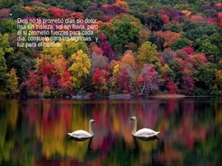 •
Dios no te prometió días sin dolor,
risa sin tristeza, sol sin lluvia, pero
él sí prometió fuerzas para cada
día, consuelo para las lágrimas, y
luz para el camino.
 