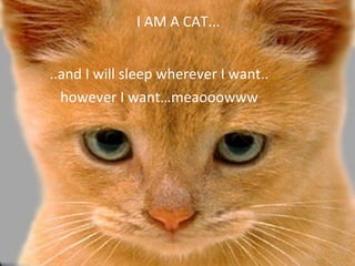 I AM A CAT...


..and I will sleep wherever I want..
  however I want…meaooowww
 